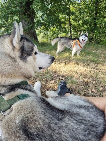 LAURA FRANQUELLI - ANIMAL COMMUNICATOR